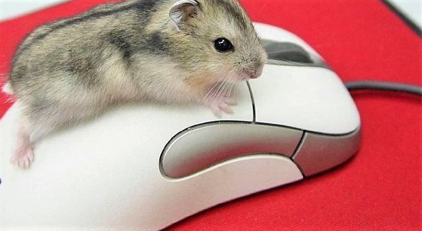 Чим шкідлива комп'ютерна мишка?